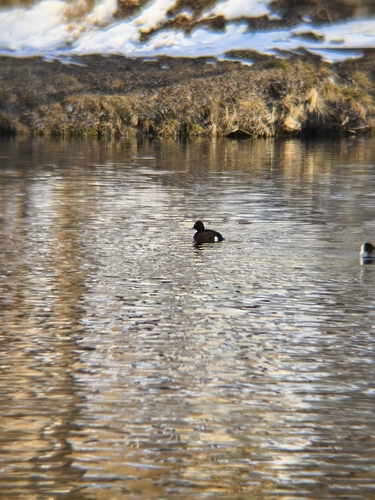 Ferruginous Duck