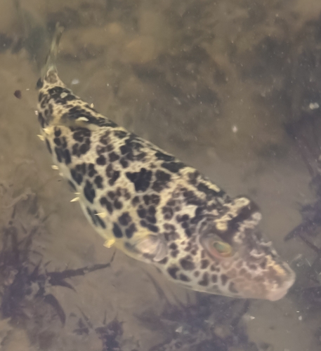 Sphoeroides greeleyi