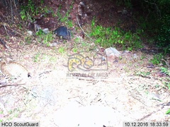 Lynx rufus escuinapae