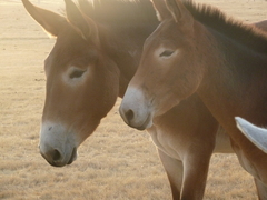 Equus asinus × caballus
