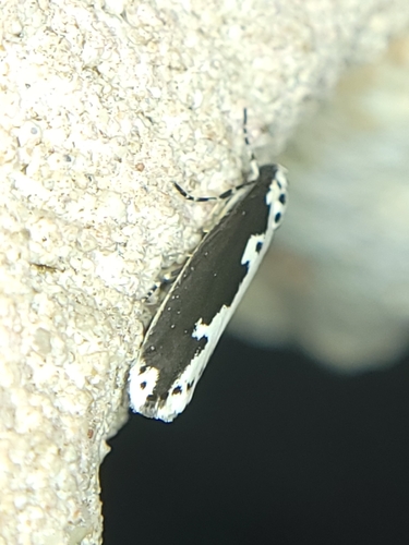 Mourning Ethmia photo 4