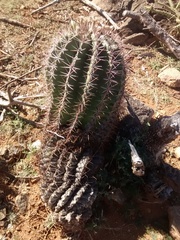 Ferocactus recurvus recurvus