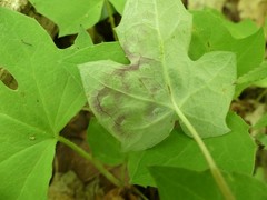 Cystiphora canadensis