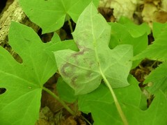 Cystiphora canadensis