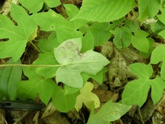 Cystiphora canadensis