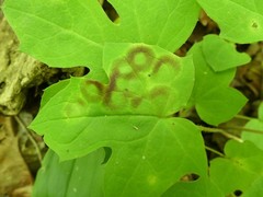 Cystiphora canadensis