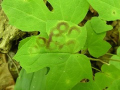 Cystiphora canadensis