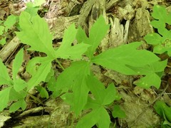Cystiphora canadensis