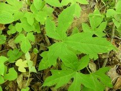 Cystiphora canadensis