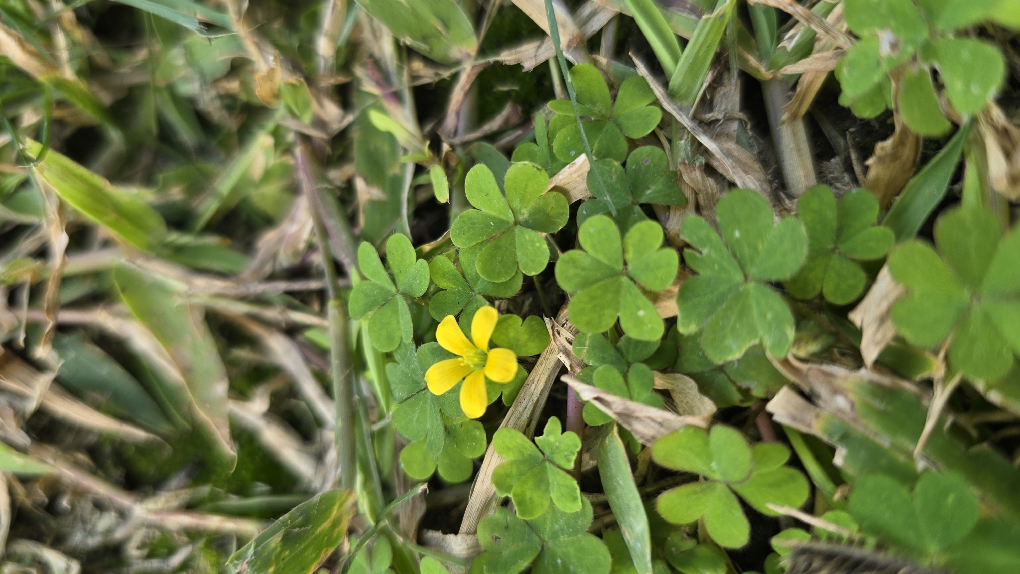 Oxalis corniculata