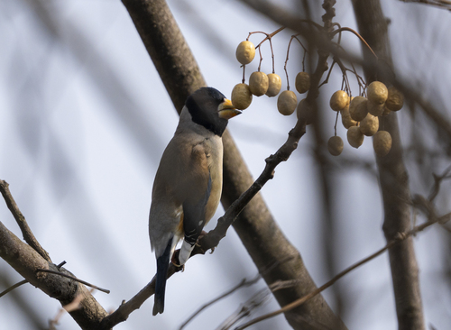 Yellow-billed Grosbeak