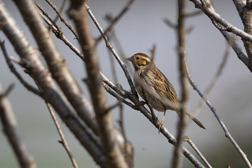 Little Bunting