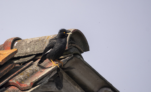 Crested Myna