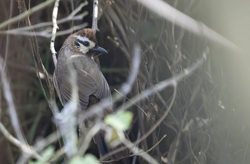 White-browed Laughingthrush