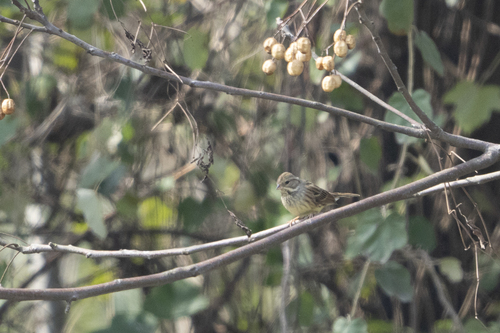 Black-faced Bunting