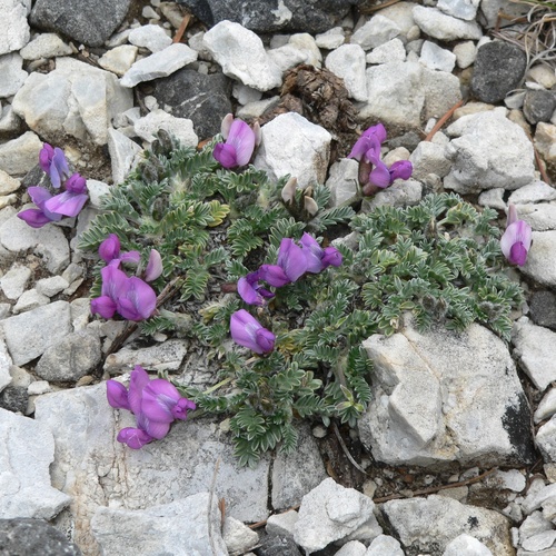 rock-loving oxytrope (Oxytropis oreophila)