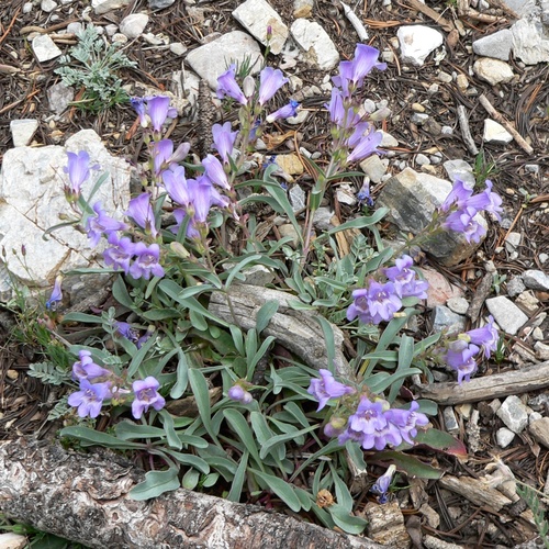 Charleston Beardtongue (Penstemon leiophyllus)