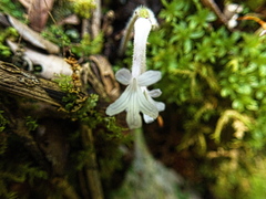 Streptocarpus pentherianus