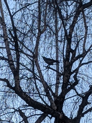 Corvus cornix