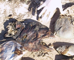 Gymnothorax javanicus