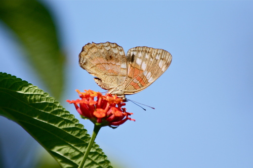 Butterflies of Ecuador