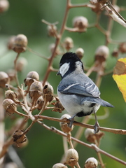Parus minor