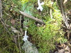 Streptocarpus pentherianus