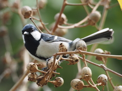 Parus minor