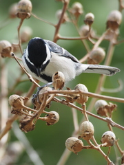 Parus minor
