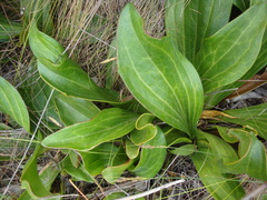 Mairia coriacea
