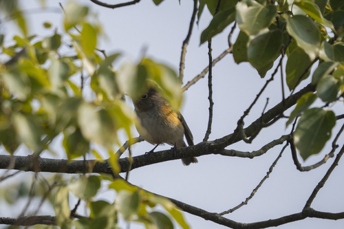 Red-flanked Bluetail