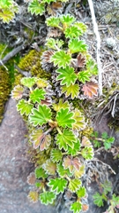 Alchemilla orbiculata
