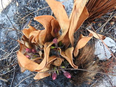 Mairia coriacea
