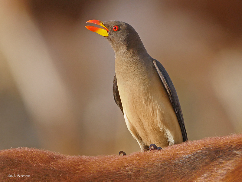 Oxpeckers