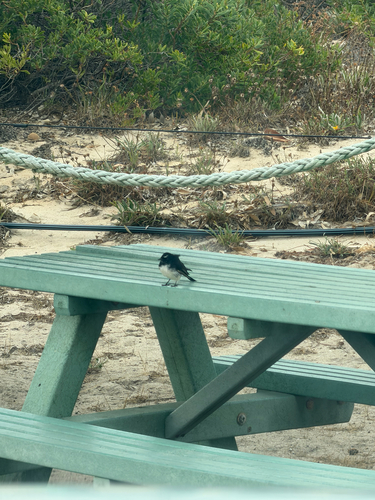 Willie Wagtail