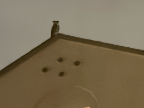 View observation of {o.common_name} on iNaturalist