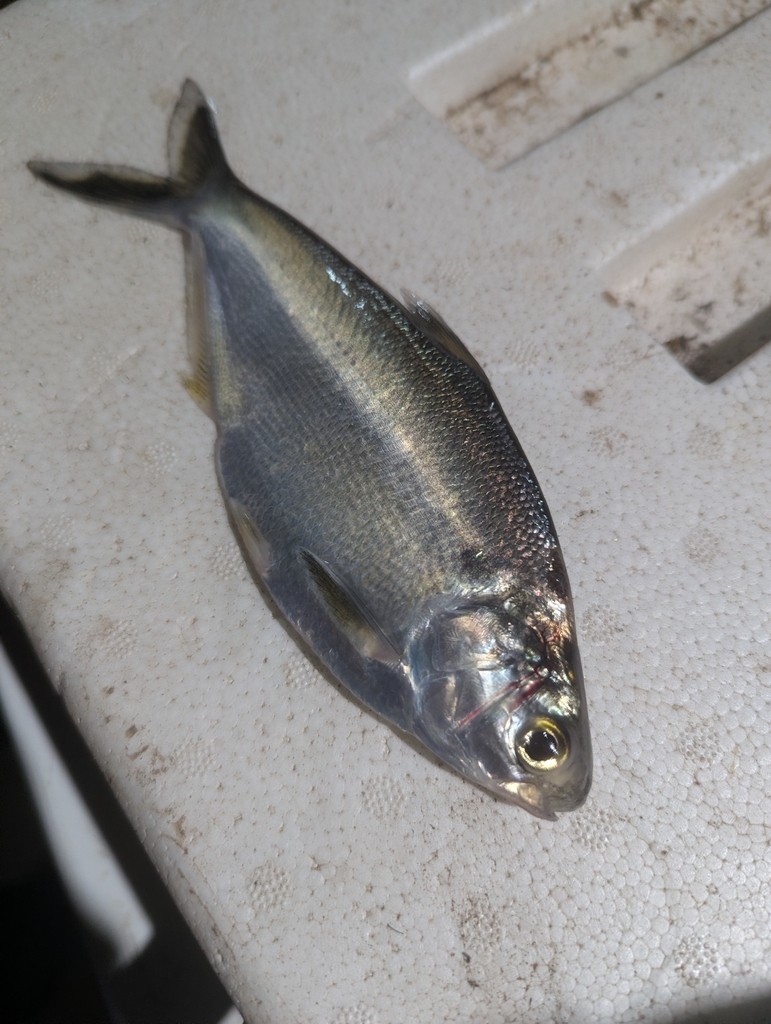 Pacific gizzard shad (Dorosoma smithi) — Clupeidae