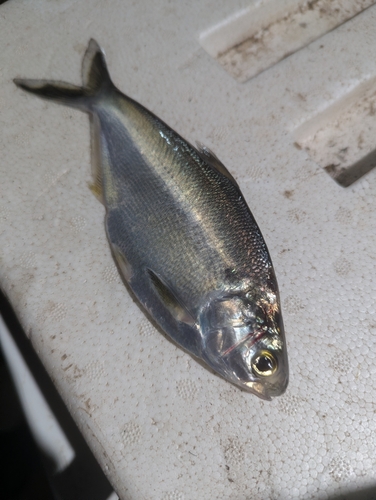 Pacific gizzard shad (Dorosoma smithi) — Clupeidae