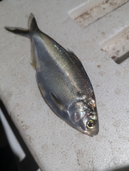 Pacific Gizzard Shad photo 1
