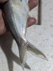 Pacific Gizzard Shad photo 3