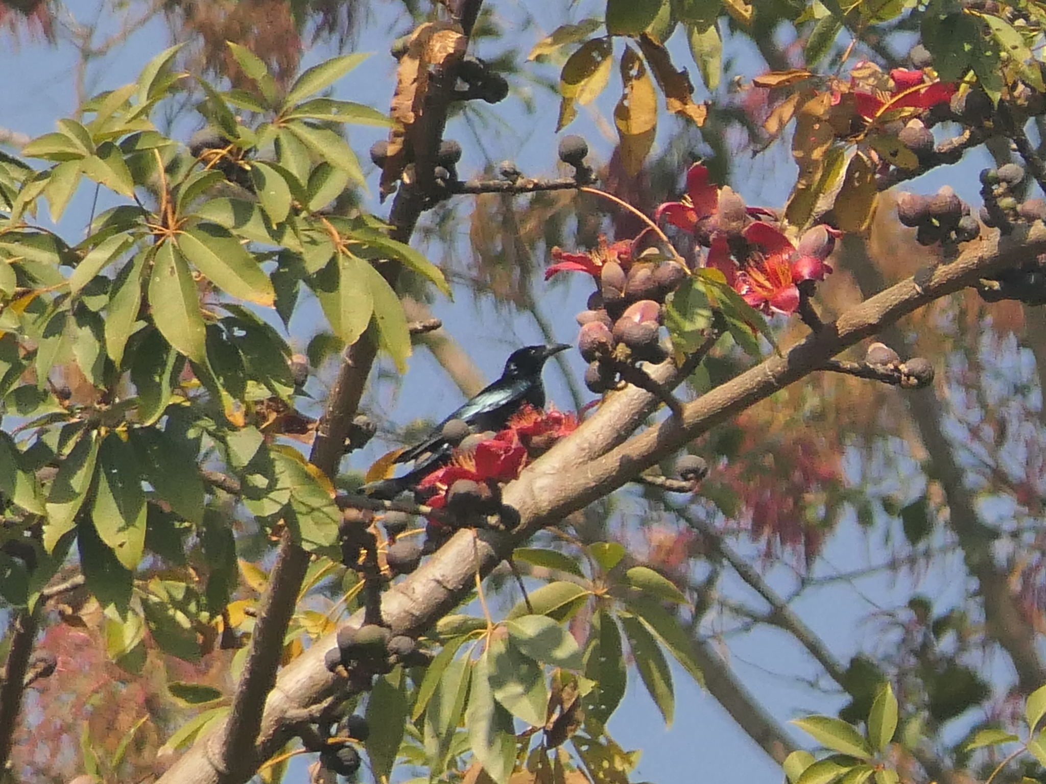 Hair-crested Drongo (Dicrurus hottentottus), photo 5