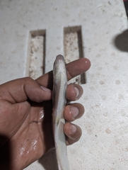 Pacific Gizzard Shad photo 2