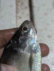 Pacific Gizzard Shad photo 4