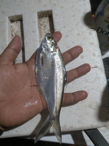 Pacific gizzard shad (Dorosoma smithi) — Clupeidae — 2