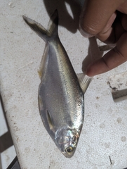 Pacific Gizzard Shad photo 5