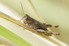 Chorthippus macrocerus