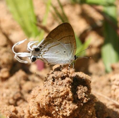 Hypolycaena amasa