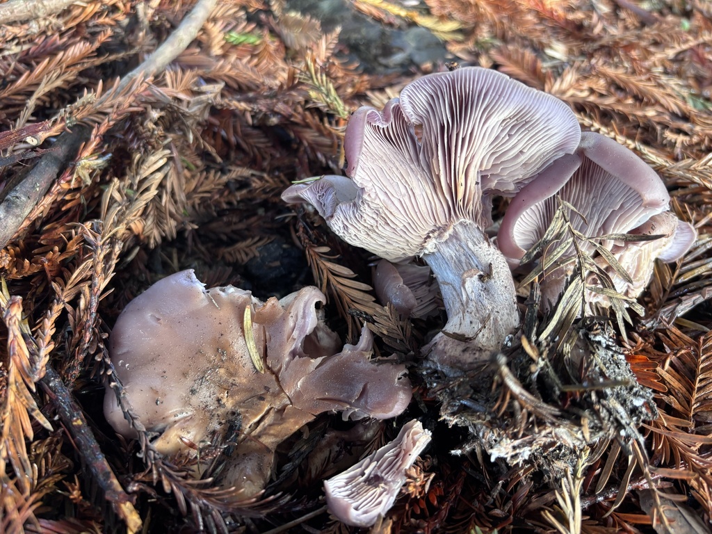 Collybia nuda · February 2026 · photo: © reago (iNaturalist, cc-by)