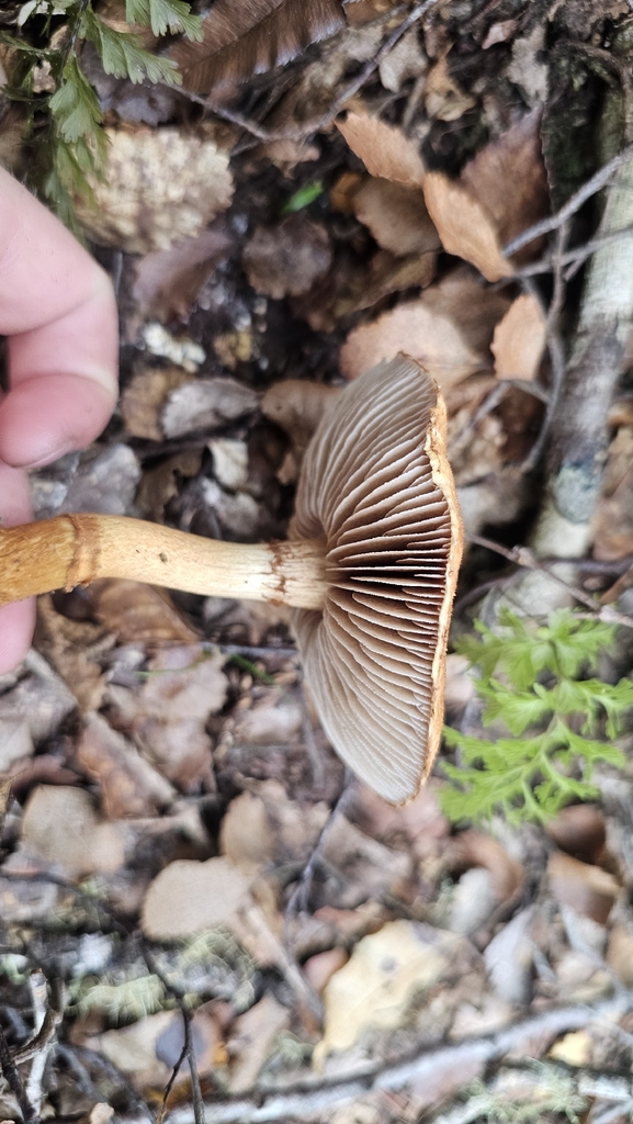 Thaxterogaster castoreus · February 2026 · photo: © henryahh (iNaturalist, cc0)