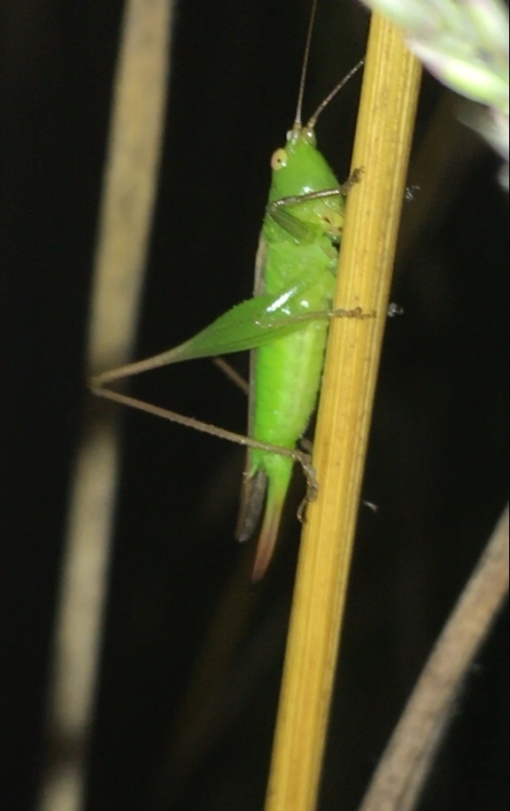 Opeastylus
